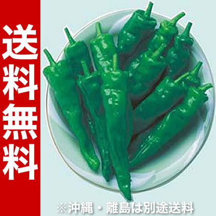 ししとう　甘とう美人　3号ポット15株セット・野菜苗【送料無料】【 05P24Jun13 】【RCP】 05P03Dec16のサムネイル