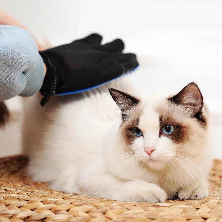 ����̵����ξ��۸� ǭ ���롼�ߥ� ���롼�ߥ󥰥������� �Ӥ����ä������ �ޥå����������롪 �ڥåȥ֥饷 �ڥå��� �ޥå����� �������� ��С� �ڥå��� ���롼�ߥ󥰥������� �֥�å��� �֥饷 ȴ���Ӽ�� ���꡼�ʡ�