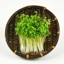 マスタードスプラウト