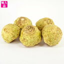 セロリアック(根セロリ Celeriac) 箱売