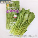 京壬生菜 京野菜 京のブランド産品