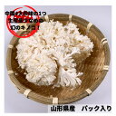 山伏茸 単品