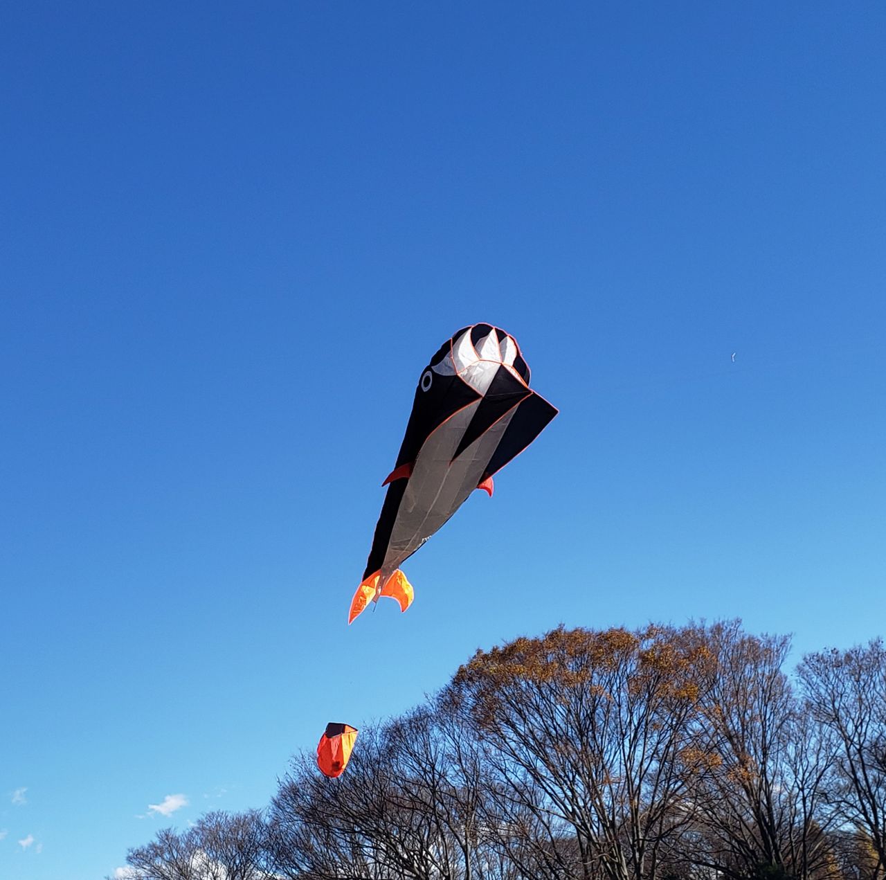 凧 くじら 鯨 骨なし 組み立て不要 カイト 可愛い 魚 凧揚げ 公園遊び おもちゃ 子供 大人 アウトドア ピクニック レジャー カラフル 3