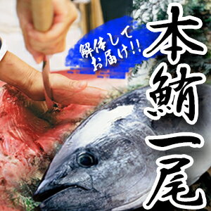 マグロ一尾まるごと販売！国産本マグロ（約50kg）解体してブロックでのお届け【【中国地方・四国地方・北海道・九州・沖縄・離島はお届け不可】 本マグロ ブロック マグロ 1尾 マグロ 1尾 鮪一尾