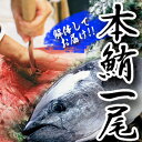 マグロ一尾まるごと販売！国産本マグロ（約50kg）解体してブロックでのお届け【 本マグロ ブロック マグロ 1尾 マグロ 1尾 鮪一尾