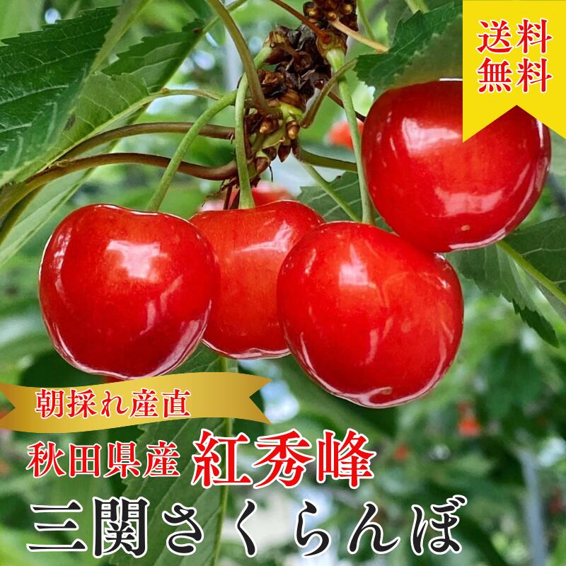 楽天美味しいフルーツ専門店ヨシムラ【最大500円割引クーポン券発行】【朝採れ直送】さくらんぼ 紅秀峰 Lサイズ 紅秀峰 父の日 ギフト 秋田 サクランボパック200g 送料無料 三関 さくらんぼ さくらんぼ サクランボ 秋田 三関 チェリー ギフト 家庭用 フルーツ 旬の果物 果物 佐藤錦
