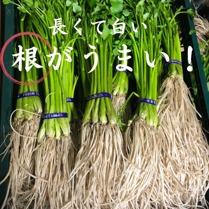 【セリ】韓国で人気のミナリサムギョプサルが食べたい！美味しいセリは？