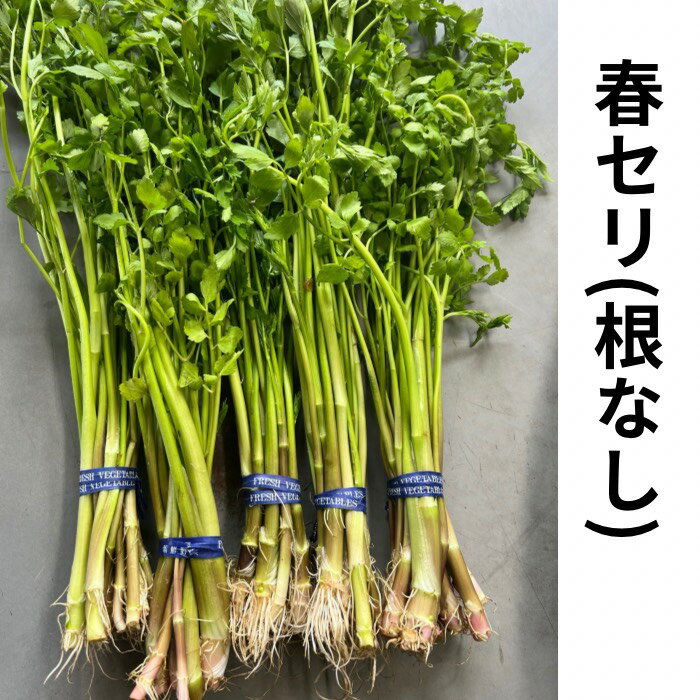 Rakuten - 【春セリ 三関産せり 】セリ 秋田 鍋 きりたんぽ鍋 せりの根 根っこ しゃぶしゃぶ 湯沢市 三関産せり 500g 1000g あります 鍋料理 送料無料 ギフト 野菜 家庭 料理 レシピ