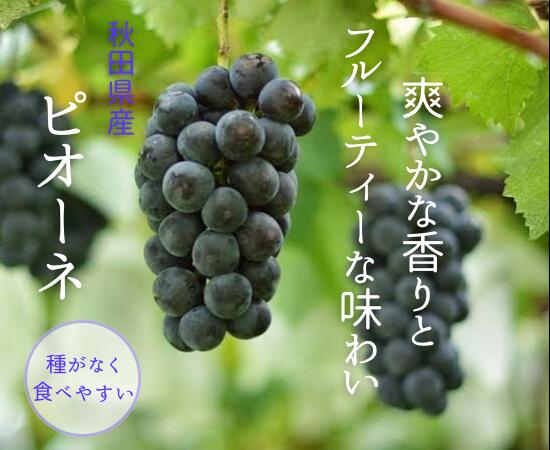 【ポイント2倍】ピオーネ ぶどう シャインマスカット 秋田県産 種なし 皮ごと 訳あり パック 家庭用 美味しいぶどう 葡萄 お取り寄せ フルーツ 秋の味覚 旬の果物 巨峰 食べやすい ブドウ おすすめフルーツ 乳酸菌栽培 発酵農法 シャインマスカットセット デザート ケーキのサムネイル