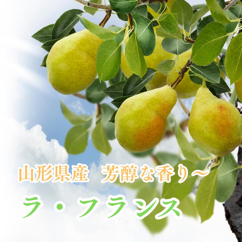 ラフランス 山形 洋梨 山形 とろける食感×芳醇な甘さ 追熟済みで食べ頃お届け 贈答・ご家庭用に最適 とろける洋梨・香りの女王 送料無料