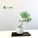 ★現品お届け★松 クロマツ 盆栽 ミニ盆栽 常緑 日本庭園 縁起が良い 長寿 初心者 初めての盆栽 グリーン グリーンインテリア 癒し おうち時間