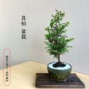 真柏 盆栽 ミニ盆栽 常緑 小さな葉 空間を彩る プレゼント 贈り物 盆栽初心者 初めての盆栽 グリーン 観葉植物 癒し おうち時間