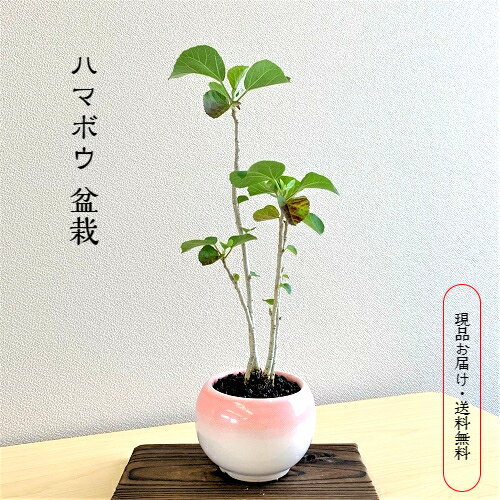 ハマボウ ミニ盆栽 盆栽 緑葉 紅葉 四季 清涼感 グリーン 観葉植物 インテリア プレゼント 贈答 初めての盆栽 盆栽初心者 癒し おうち時間