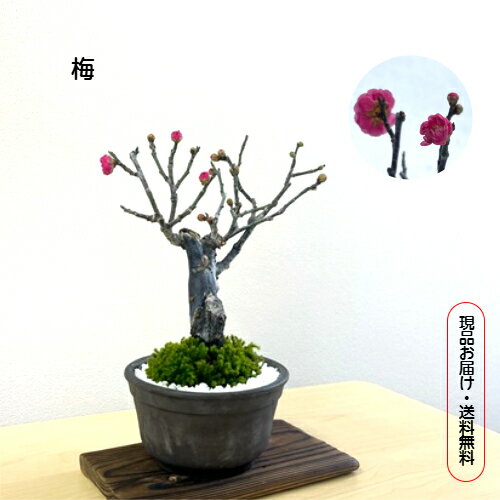 【梅】盆栽 ミニ盆栽 花梅 春 春の香り 初心者 初めての盆栽 室内 おしゃれ盆栽 観葉植物 グリーン インテリア リラックス 癒し おうち時間