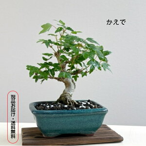 カエデ 盆栽 ミニ盆栽 新緑 深緑 紅葉 寒樹姿 四季 贈答 プレゼント 贈り物 観葉植物 盆栽初心者 初めての盆栽 観葉植物 グリーン インテリア リラックス効果 癒し おうち時間