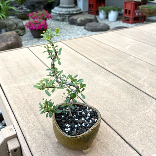 ピラカンサ ミニ盆栽 小さな花 小さな実 赤い実 常緑 かわいい 実もの盆栽 グリーン 観葉植物 癒し おうち時間