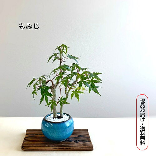 楽天市場】ヤマモミジ 盆栽の通販