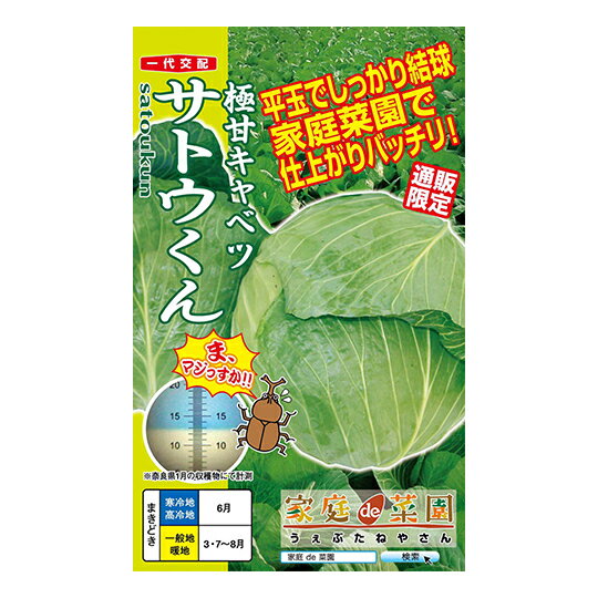 極甘キャベツ　サトウくん　【家庭菜園　直売所向き】【一代交配】【甘いキャベツ】【プランター栽培】【作りやすくおいしい】