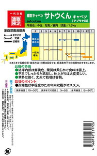 極甘キャベツ　サトウくん　【家庭菜園　直売所向き】【一代交配】【甘いキャベツ】【プランター栽培】【作りやすくおいしい】 2