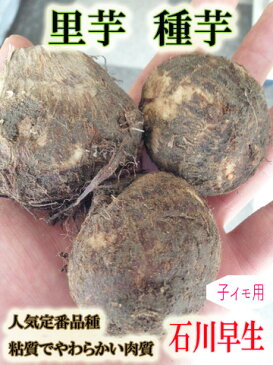 【予約商品】【送料無料】里芋種子　石川早生芋　10kg【里芋】【人気定番】種芋