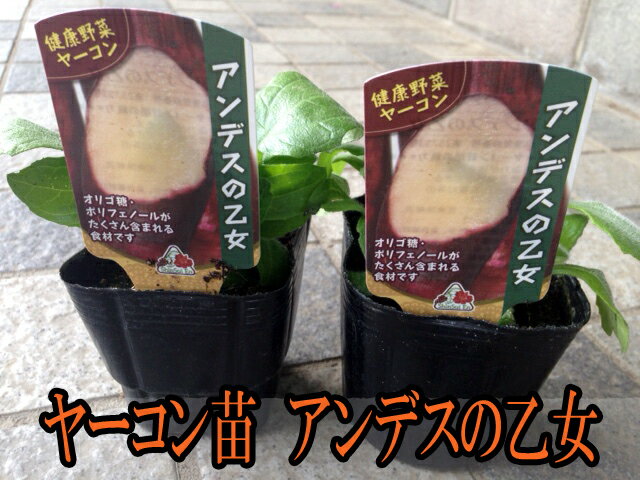 ヤーコン苗選べる2品種2本セット【家庭菜園】【ヤーコン苗】【野菜苗】サラダオカメアンデスの乙女