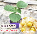 食用ほうずき苗 ハニーゴールド 1本 【家庭菜園】【野菜苗】...