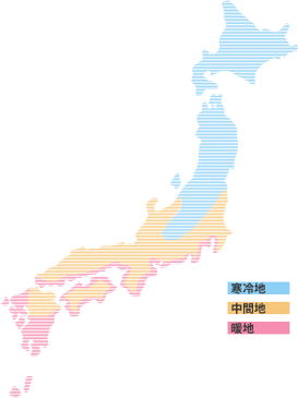 【送料無料】大根種子　小袋　YRくらま　2dlスタンドパック【タキイ種苗】【大根の種】【野菜種子】