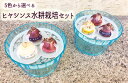 5色から選べる ヒヤシンス水耕栽培セット 水耕用特大球根3球...