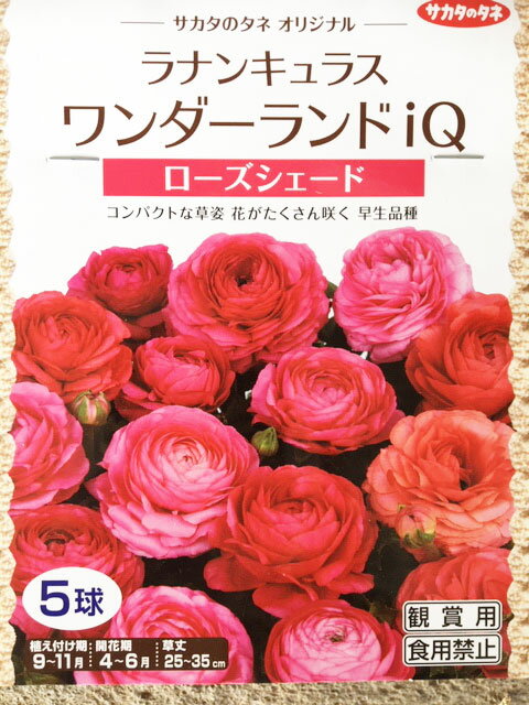 コンパクトで豪華なラナンキュラス　ワンダーランド iQ　ローズシェード　5球