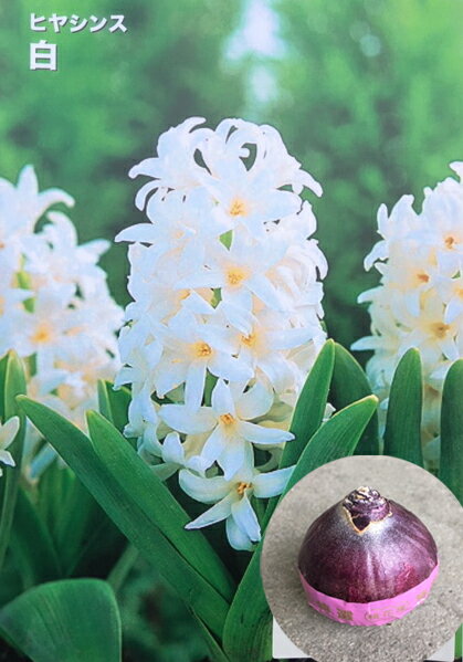 ヒヤシンス　水耕栽培用　特大球（球周17～18cm）　テープまき球根　白色　品種（ホワイトパール）　1球【売れ筋】のサムネイル