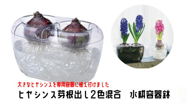 水耕栽培ヒヤシンス　VASE　ダブル　2色混合　1鉢