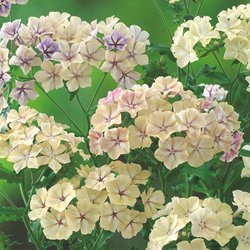 花種　NL200 フロックス クリームブリュレ 小袋 [FFRA02]【花の種】【タキイのタネ】【ガーデニング】のサムネイル