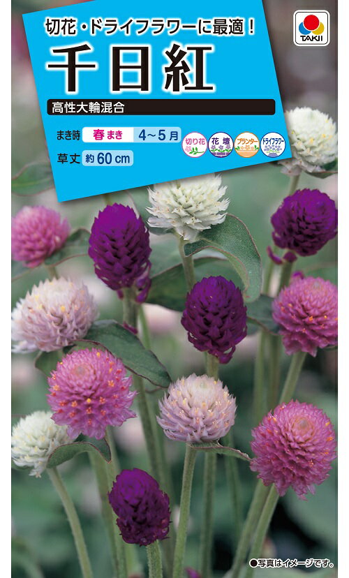 花種　NL150 千日紅 高性大輪混合　小袋 [FSE160]【花の種】【タキイのタネ】【ガーデニング】