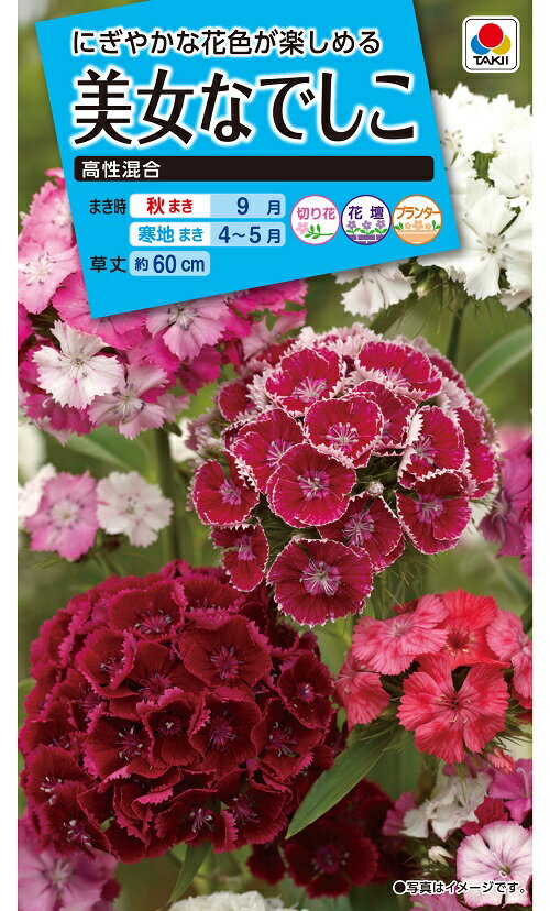 花種　NL150 美女なでしこ　高性混合　小袋 [FBN050]【花の種】【タキイのタネ】【ガーデニング】