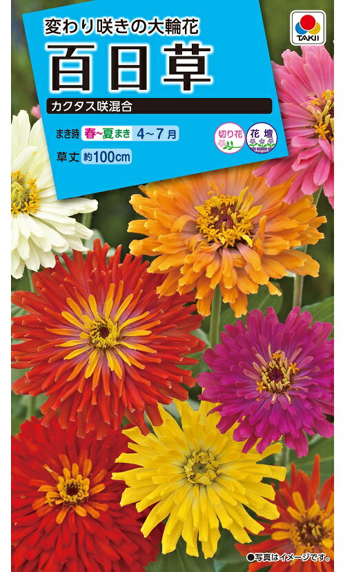 花種　NL150 　百日草　カクタス咲混合　小袋 [FZN119]【花の種】【タキイのタネ】【ガーデニング】