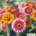 花種　NL150 　百日草　ホワリーギク　小袋 [FZN410]【花の種】【タキイのタネ】【ガーデニング】
