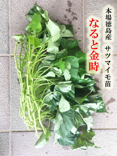 【送料無料】賀茂なす 接木苗【野菜 接ぎ木苗9cmポット/2個セット】人気品種 ナス苗 なす苗 なすび苗 茄子苗 野菜苗 露地栽培 ベランダ菜園 春野菜 夏野菜 茄子 茄 ナスビ 那須