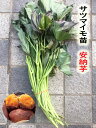 【2024年　予約商品】安納芋苗　10本　サツマイモ切苗　【芋ズル】【野菜苗】【薩摩芋苗】【安納芋苗】 【イモズル】【サツマイモ苗】