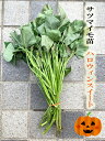 【2023年　予約商品】ハロウィンスイート芋苗　10本　サツマイモ切苗　(登録品種　ハロウィンスウィ ...