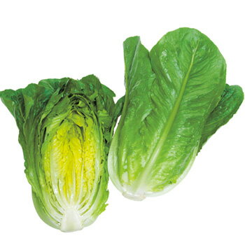 ロマリア 半結球レタス種子 ペレット5000粒 農水省登録品種 (品種名 TLE487)【野菜種子】 【タキイ種苗】【レタスの種】