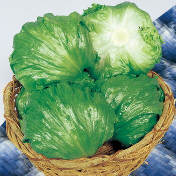 サウザー 結球レタス種子 ペレット5000粒 農水省登録品種(品種名 サウザー)【野菜種子】 【タキイ種苗】【レタスの種】