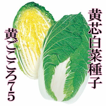 【郵便送料無料】黄ごころ75　20ml　【野菜種子】　【タキイ種苗】【黄芯白菜の種】