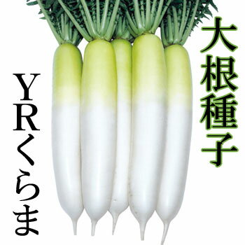 【送料無料】大根種子　小袋　YRくらま　2dlスタンドパック【タキイ種苗】【大根の種】【野菜種子】