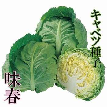 味春　キャベツ種子　1.4ml　極早生種　良質系【野菜種子】　【タキイ種苗】【極早生キャベツ】【キャベツの種】【郵便送料110円〜】