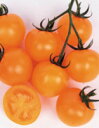 シンディーオレンジ　中玉トマト　1000粒　【トマト種】【サカタのタネ】【野菜の種】