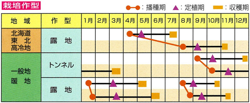 フリルアイス 非結球レタス コートL5000粒...の紹介画像2