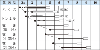 枝豆種子　ビアフレンド　70ml　白毛【タキイのタネ】【郵便送料110円〜】