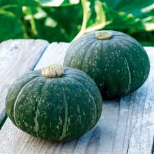 ほっこり姫　500粒　【南瓜の種】【タキイのタネ】【野菜の種】