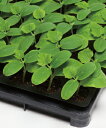 キュウリブルームレス台木用種子 フォルテ 350粒 【タキイのタネ】【野菜の種】