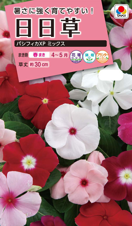 花種　NL300 日日草 パシフィカXP ミックス 小袋 [FNN359]【花の種】【タキイのタネ】【ガーデニング】